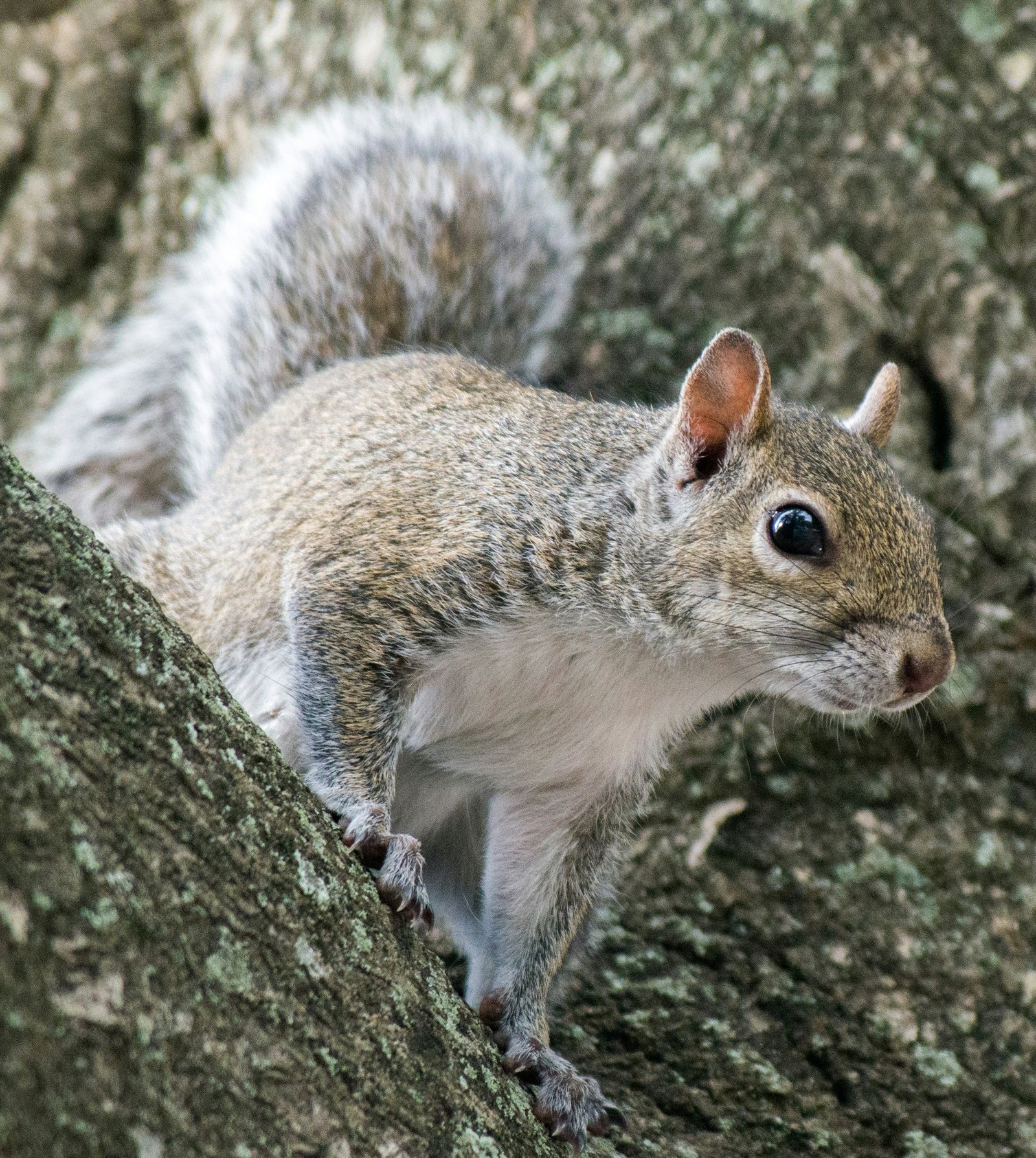 Squirrels Hanging Around Your Yard Can Be Really Problematic