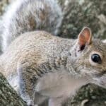 Pest Control Near Naperville - Squirrel