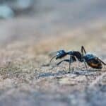 Ant Control, Ant Extermination, 