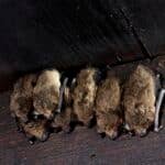 D&K Pest & Wildlife Solutions, bat control, bat eviction