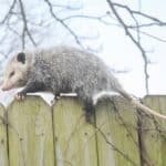 Opossum Control, Animal Control