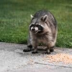 Raccoon Control, Animal Control