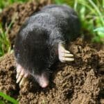 Mole and Vole Control