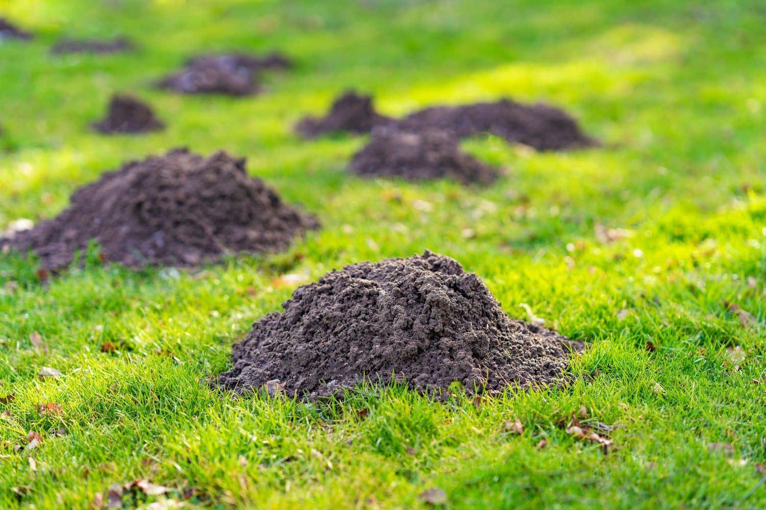 Mole damage to lawns, mole mound, moles, mole control, mole and vole control