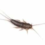 Silverfish Control