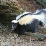 Skunk Removal, Animal Trapping