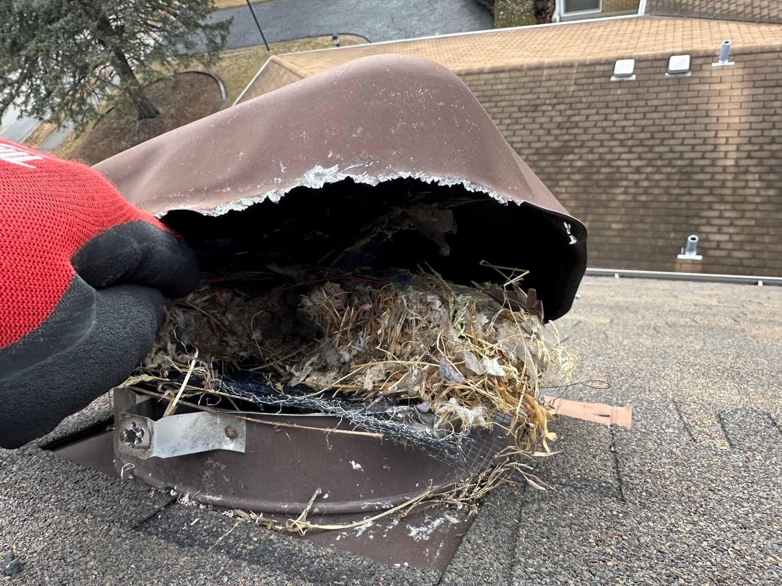 Bird Damage, Bird Nesting, Bird removal and Prevention