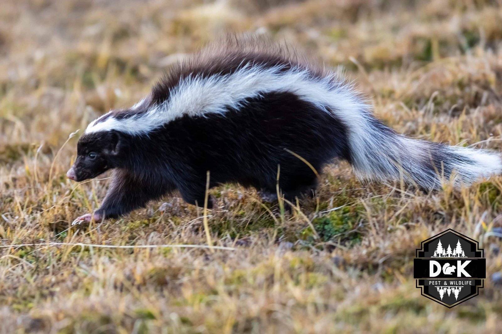Skunk Removal Near Me