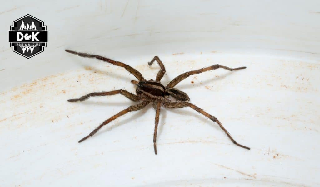 Spider Control near Me, Spider Exterminator Near Me