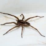 Spider Control near Me, Spider Exterminator Near Me