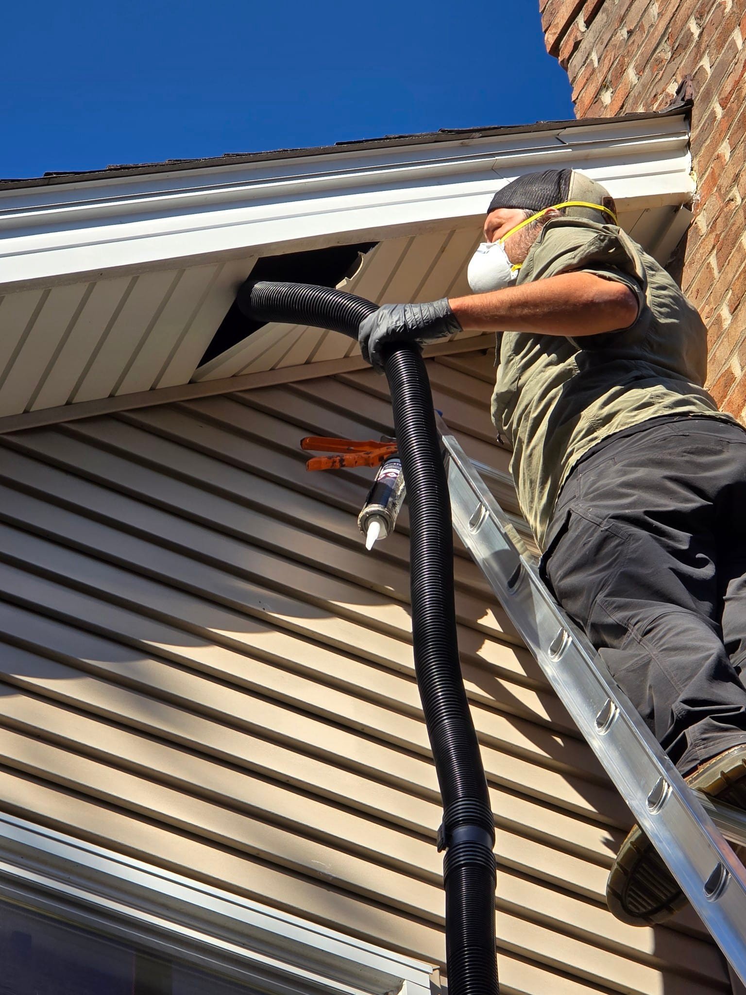 Wildlife Removal and Clean Up