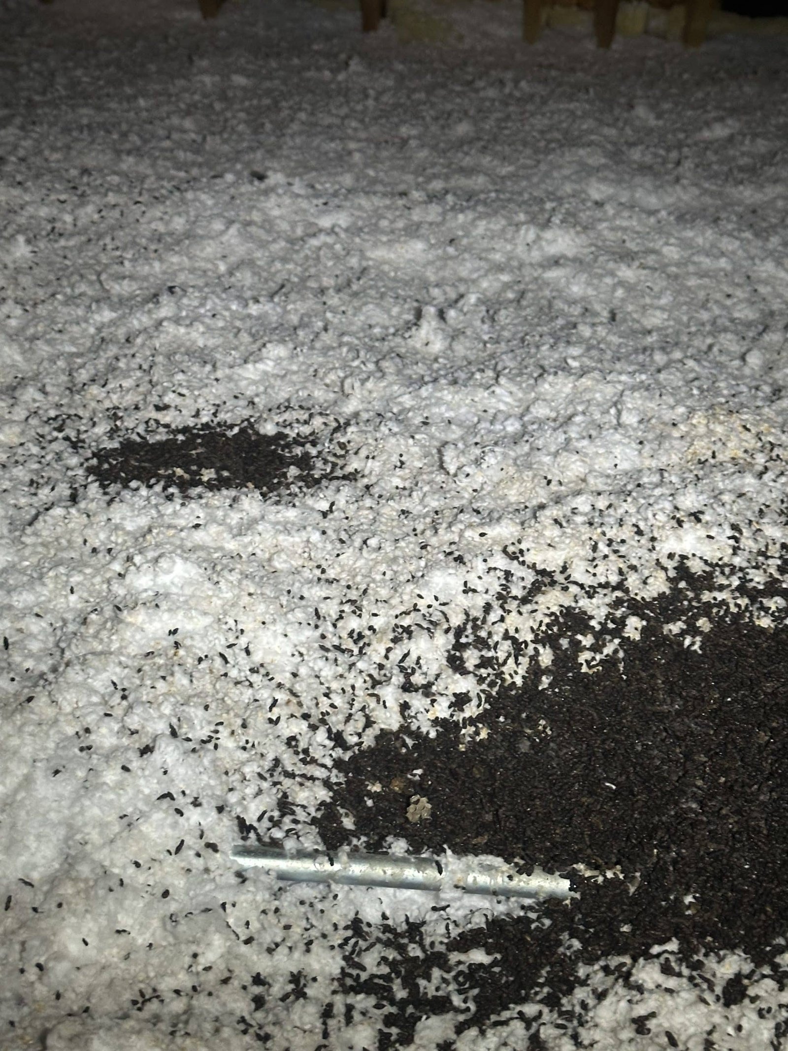 Bat Droppings in an Attic