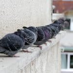 Birds, pigeons, sparrows, starlings, bird control.