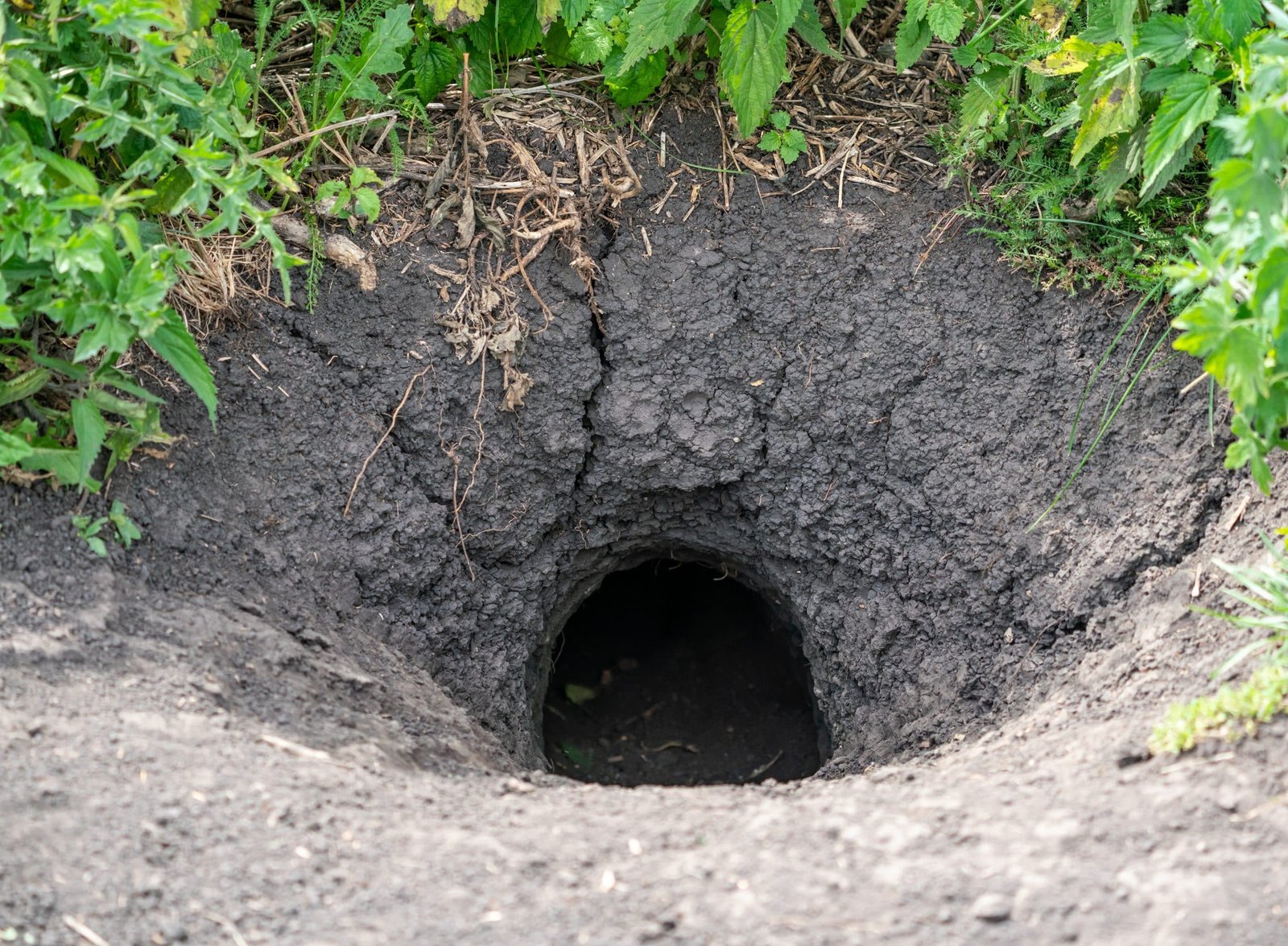 Groundhogs Burrow, groundhog removal near me 