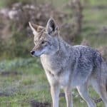 Coyotes, foxes, coyote control, animal trapper