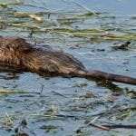 Muskrat