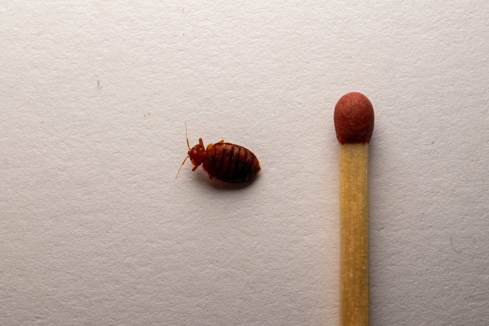 affordable bed bug extermination naperville