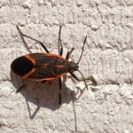 Boxelder beetle control, Asian beetle control