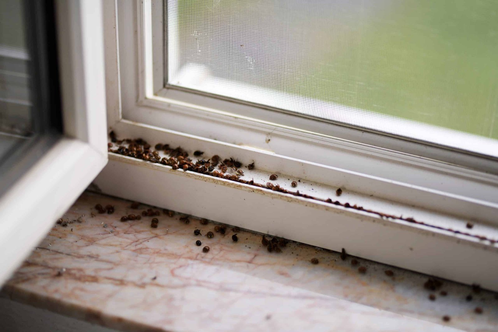 Asian Beetles on window ledge