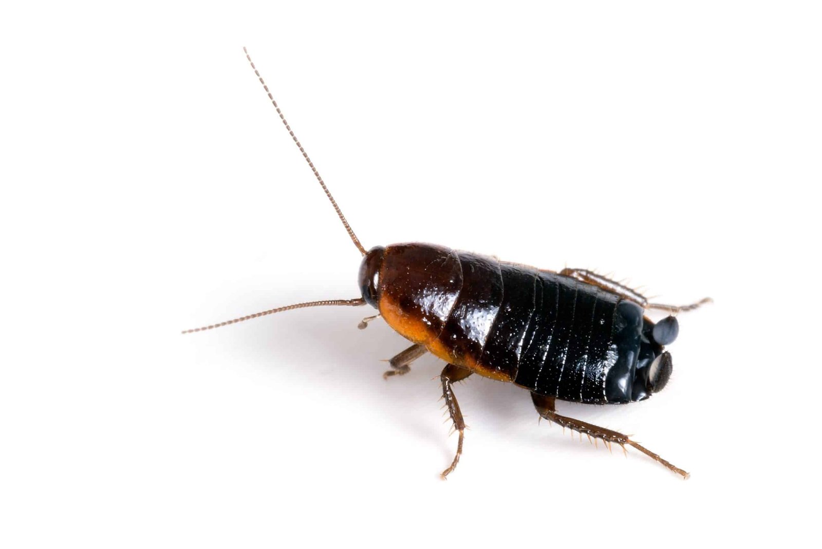 Oriental Cockroach, Cockroach Control