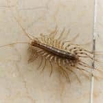 House Centipedes