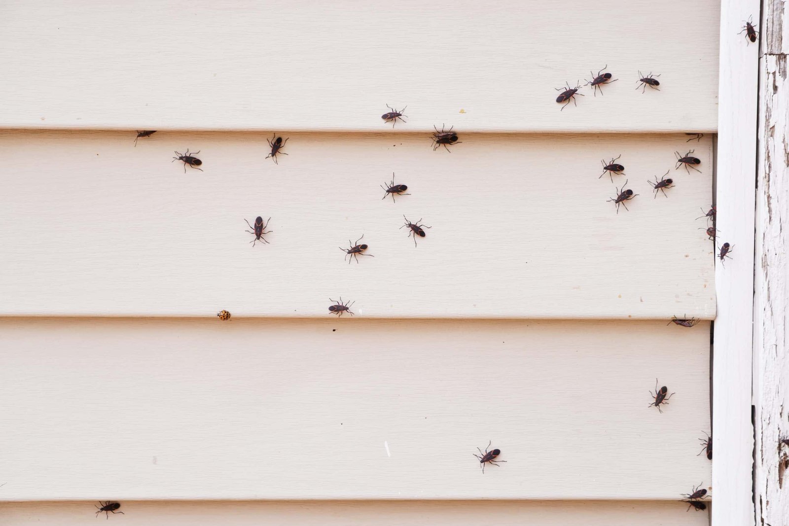 Boxelder beetles on siding. Box elder bug Control, Asian beetle control