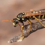 Wasp Control, Paper Wasp