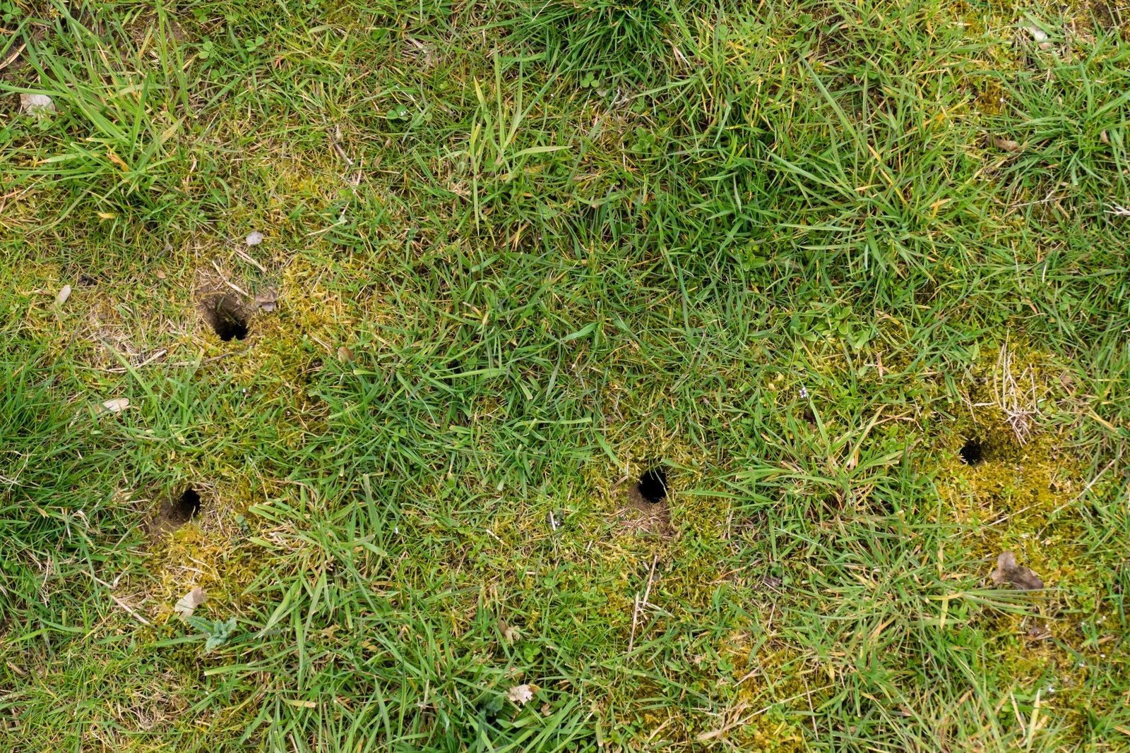 vole damage, mole and vole control
