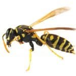 Paper Wasp, Wasp Control