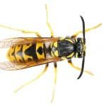 Wasp Control