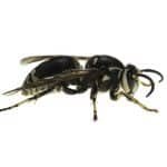 Bald Faced Hornet, Wasp Control