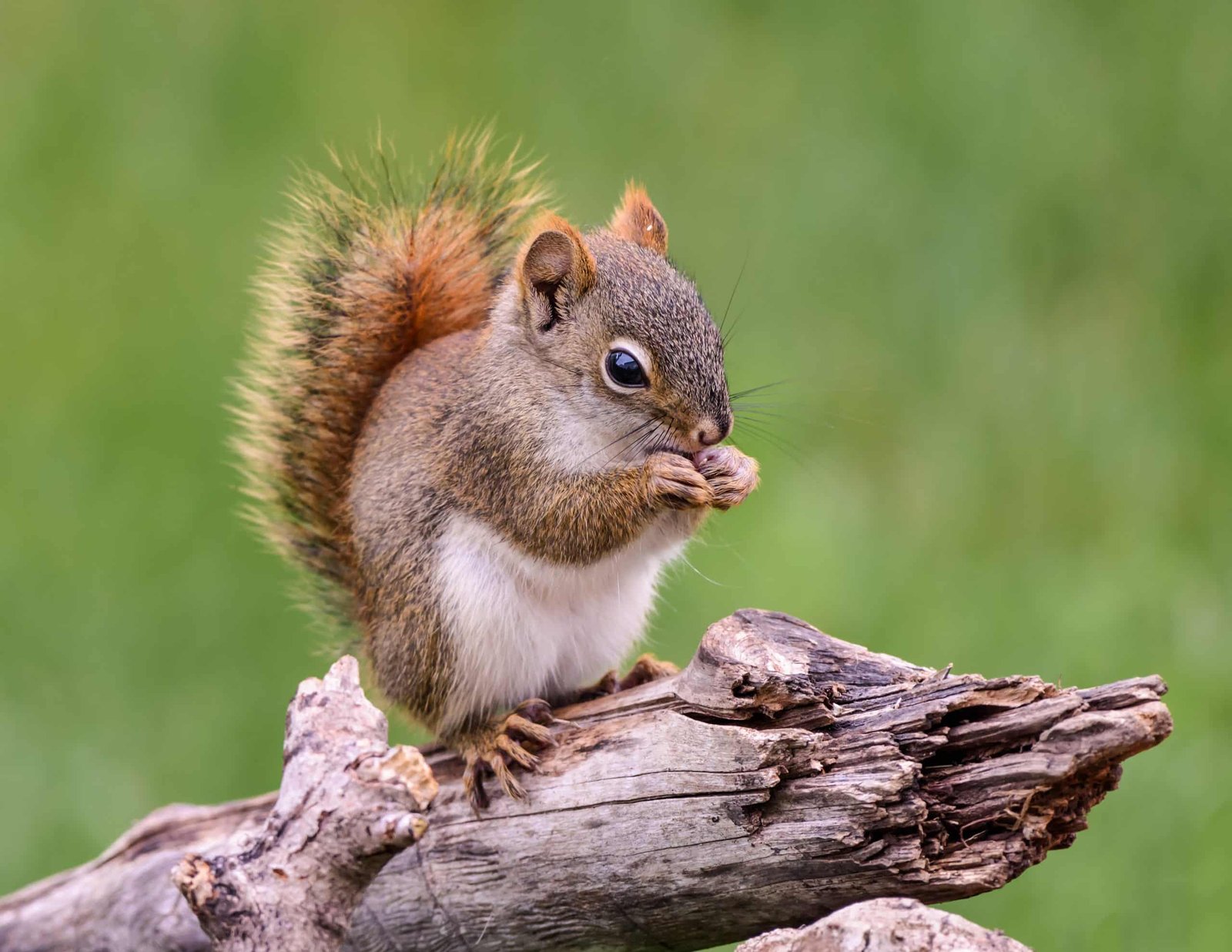 Humane Squirrel Removal Near Me